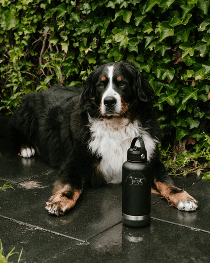 3 in 1 Dog Water Bottle | Portable Dog Water Bottle | Canine & Country