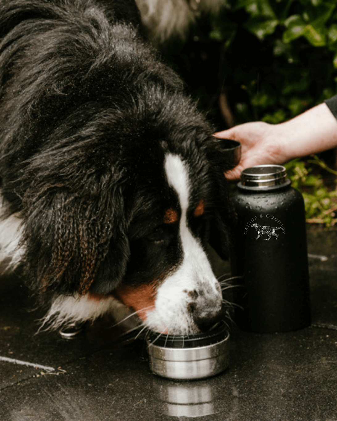 3 in 1 Dog Water Bottle | Portable Dog Water Bottle | Canine & Country