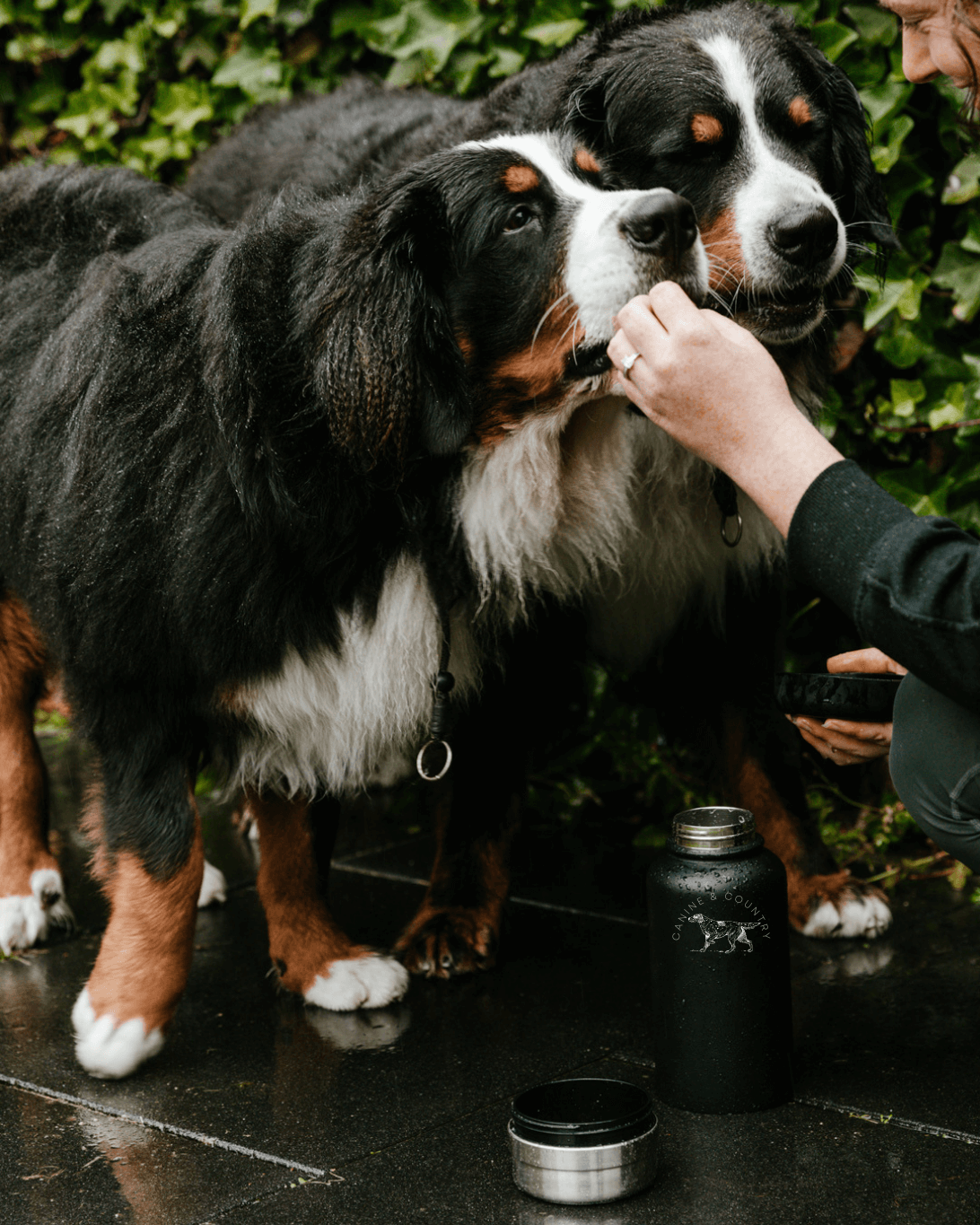 3 in 1 Dog Water Bottle | Portable Dog Water Bottle | Canine & Country