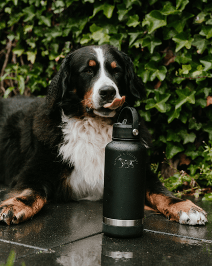 3 in 1 Dog Water Bottle | Portable Dog Water Bottle | Canine & Country